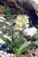 /album/wildflowers/dactylorhiza-sambucina-chelmos-kitrini-jpg/